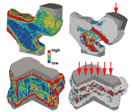 bone-strength-measurements